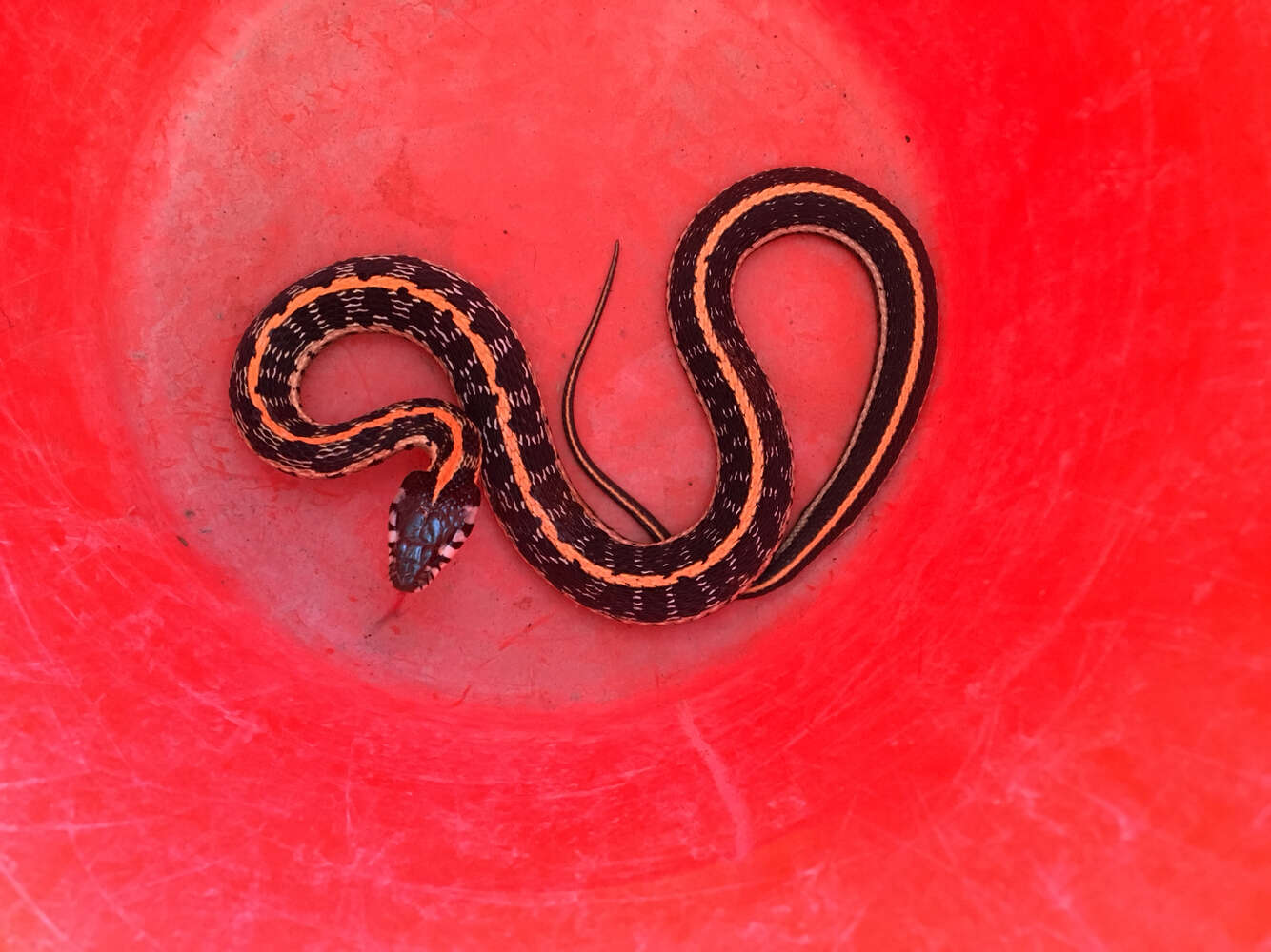 Image of Blackneck Garter Snake