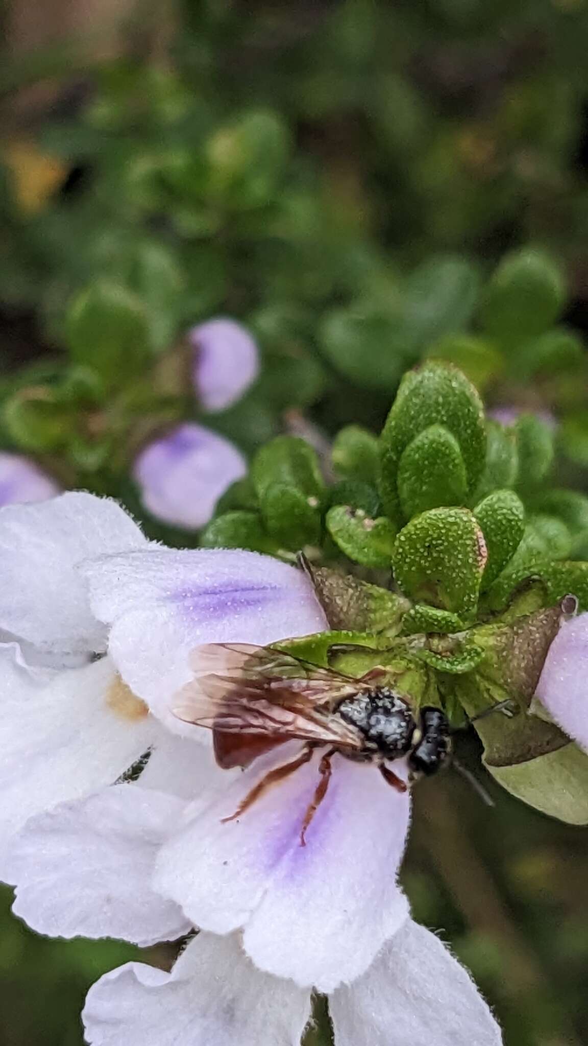 Imagem de Prostanthera cuneata Benth.