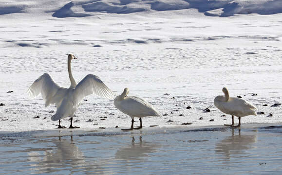 Image of Trumpeter Swan