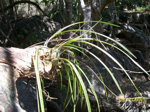 Image of Encyclia acapulcensis