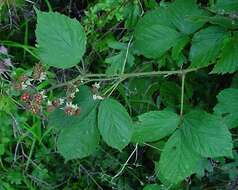 Image of Rubus amplificatus Lees