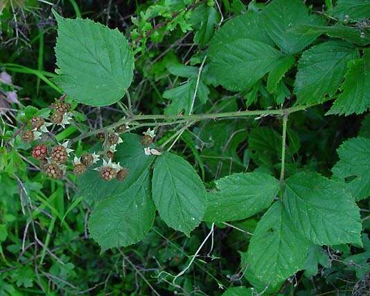 Image of Rubus amplificatus Lees