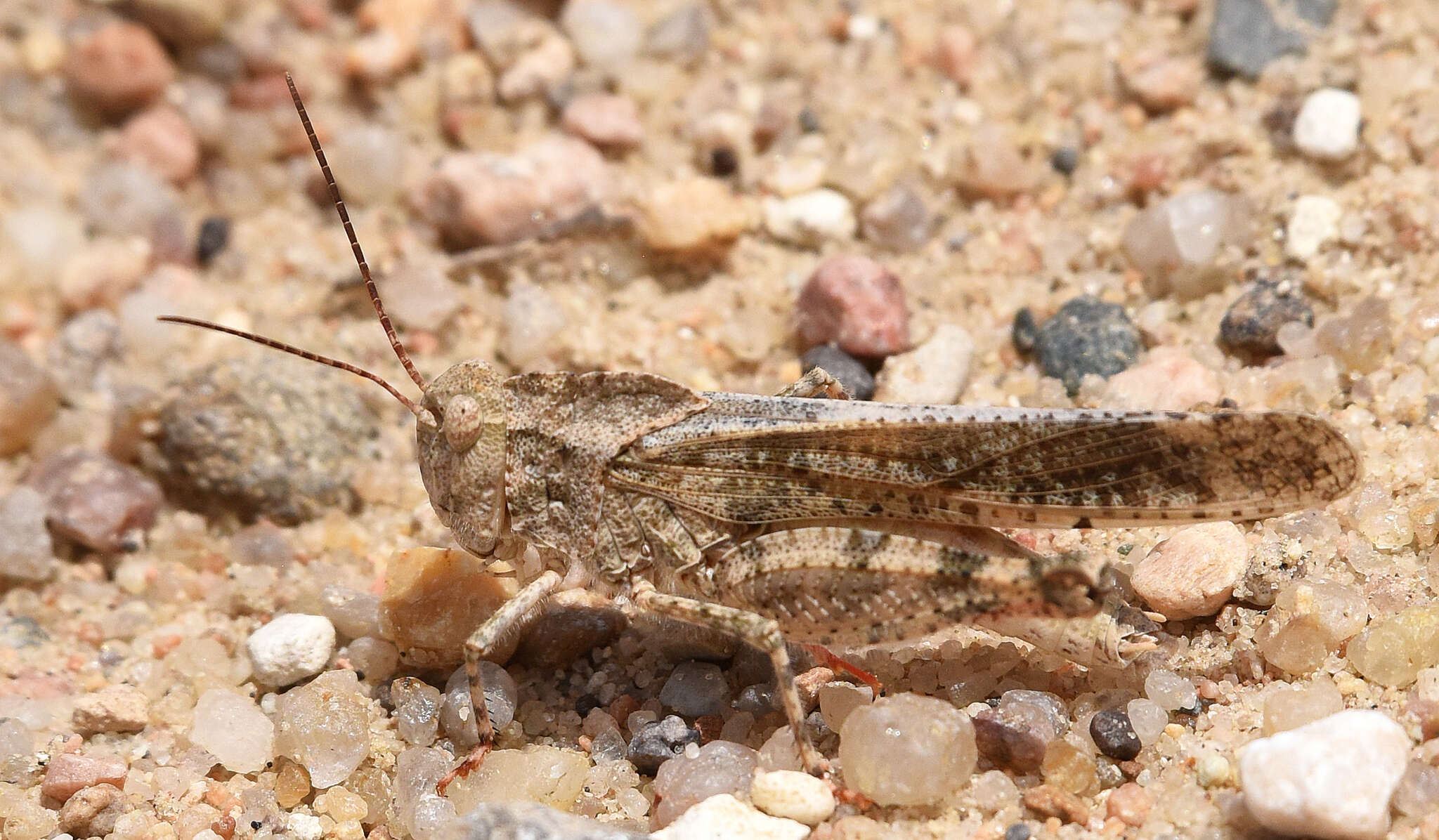 Image of Mottled Sand Grasshopper