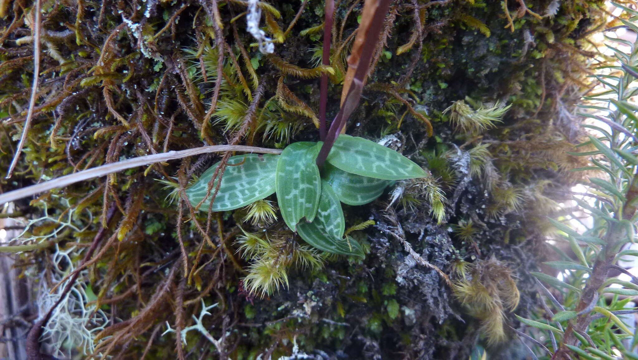 Imagem de Cynorkis coccinelloides (Frapp. ex Cordem.) Schltr.