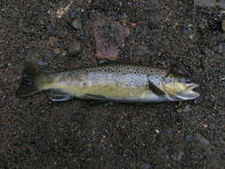 Image of Brown Trout