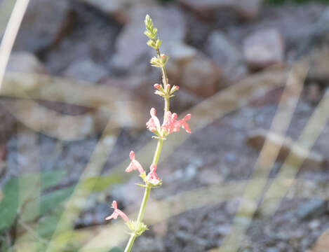 Imagem de Stachys coccinea Ortega