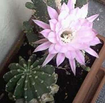 Echinopsis oxygona resmi