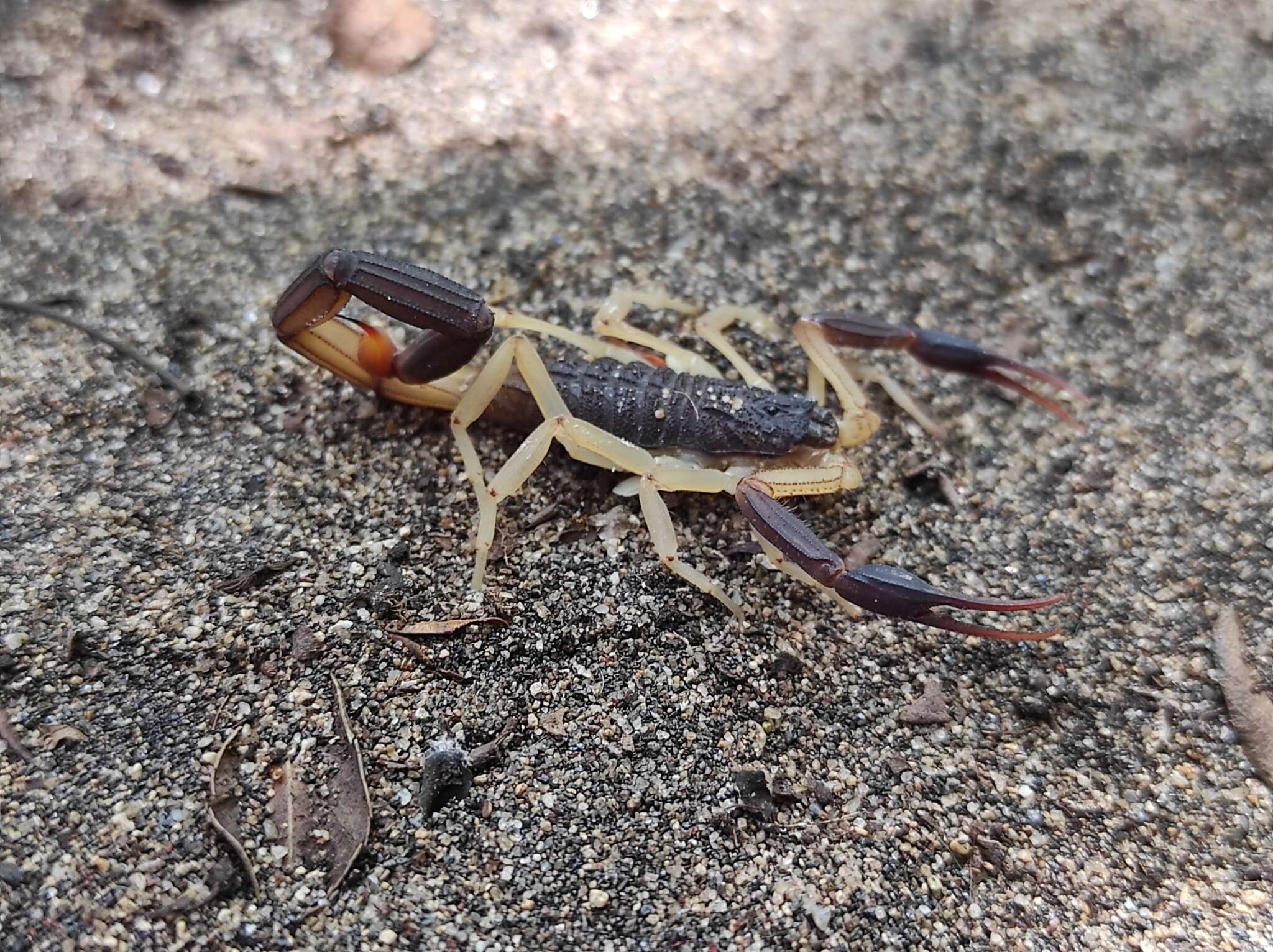 Image of Centruroides fulvipes (Pocock 1898)