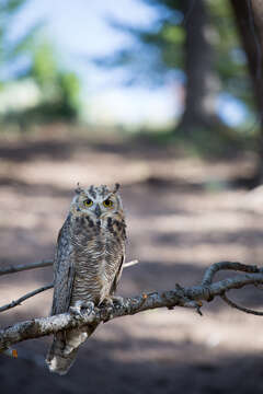 Image of Great Horned Owl