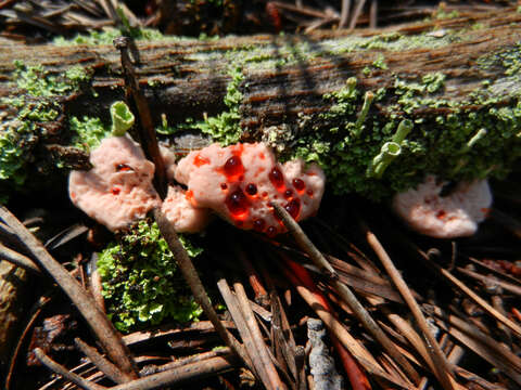 Image of Hydnellum peckii Banker 1912