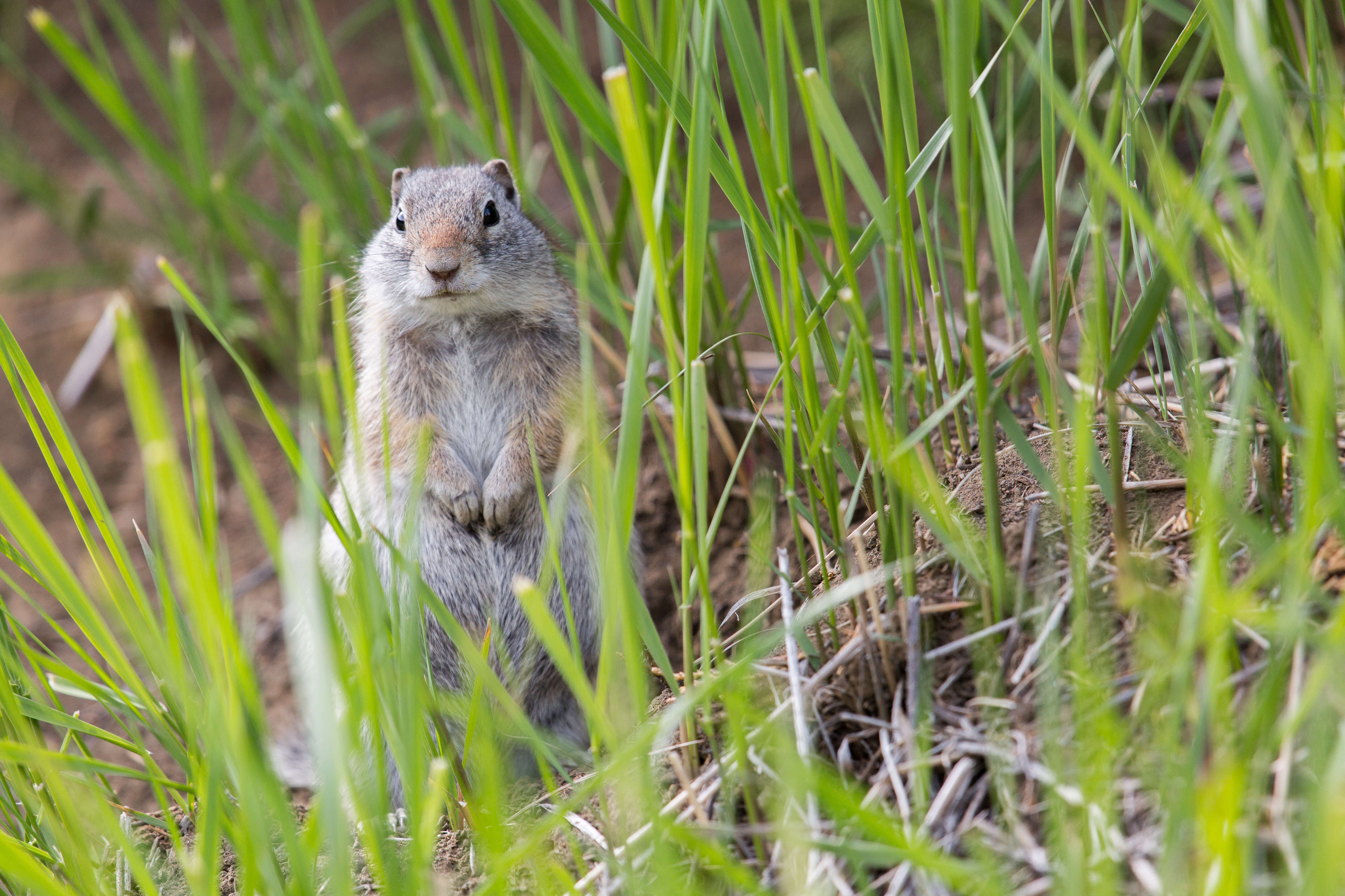 Image of Uinta ground squirrel