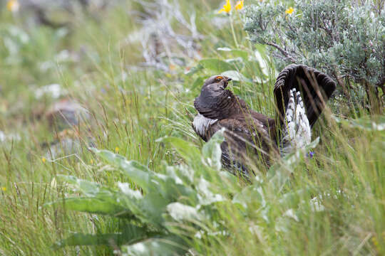 Image of Dusky Grouse