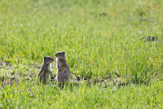 Image of Uinta ground squirrel