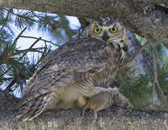 Image of Great Horned Owl