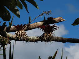 Imagem de Werauhia sintenisii (Baker) J. R. Grant