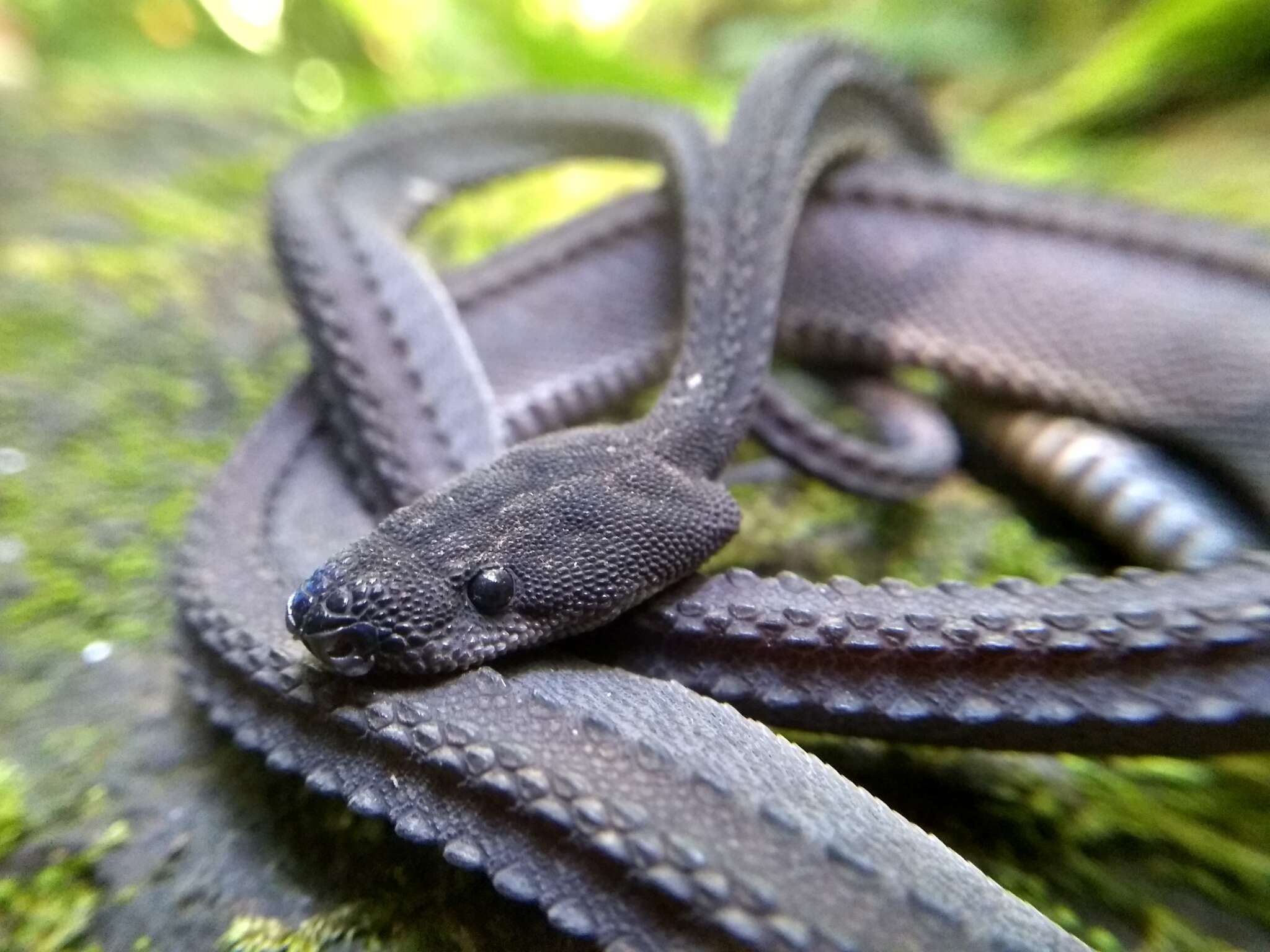 Image of Rough-backed Litter Snake