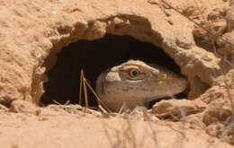 Image of Desert monitor