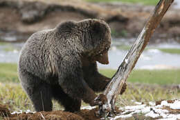 Image of grizzly bear