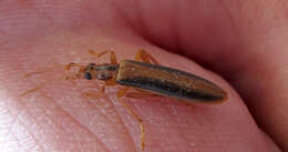 Image of Thelyphassa Pascoe (1876)