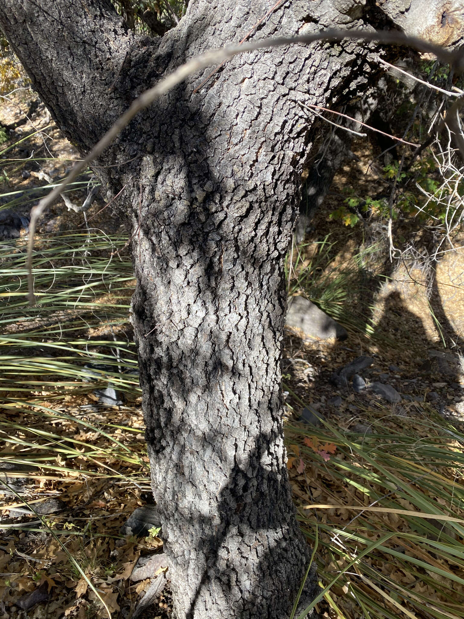 Image of Chisos red oak