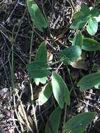 Image de Aristolochia quercetorum Standley