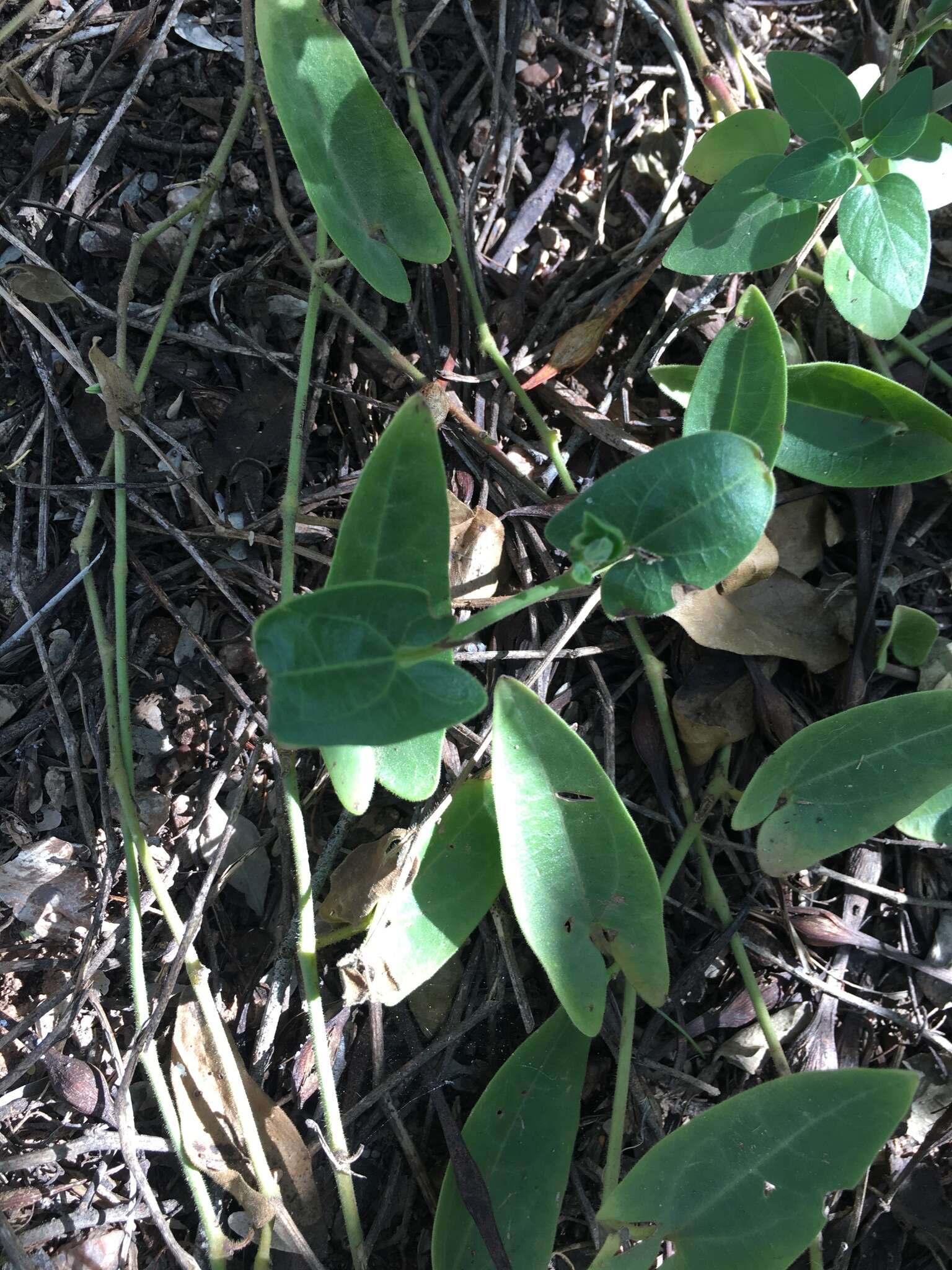 Image de Aristolochia quercetorum Standley