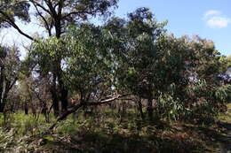 Image of Eucalyptus cephalocarpa Blakely