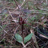 Image of Three-horned bird orchid