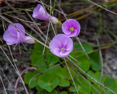 Image of Oxalis commutata var. concolor Salter