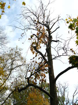 Image of Cucumber Magnolia