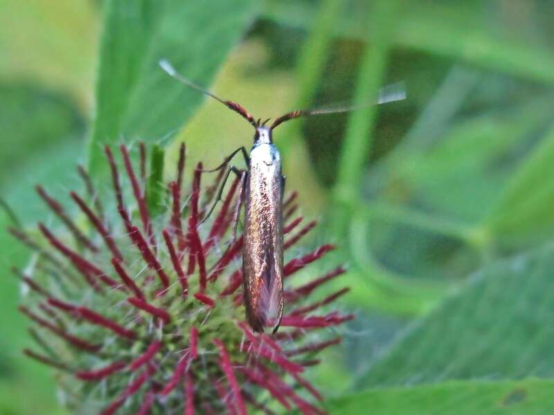 Imagem de Coleophora deauratella Zeller 1846