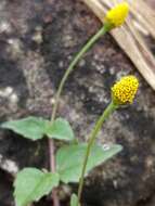 Sivun Acmella paniculata (Wall. ex DC.) R. K. Jansen kuva