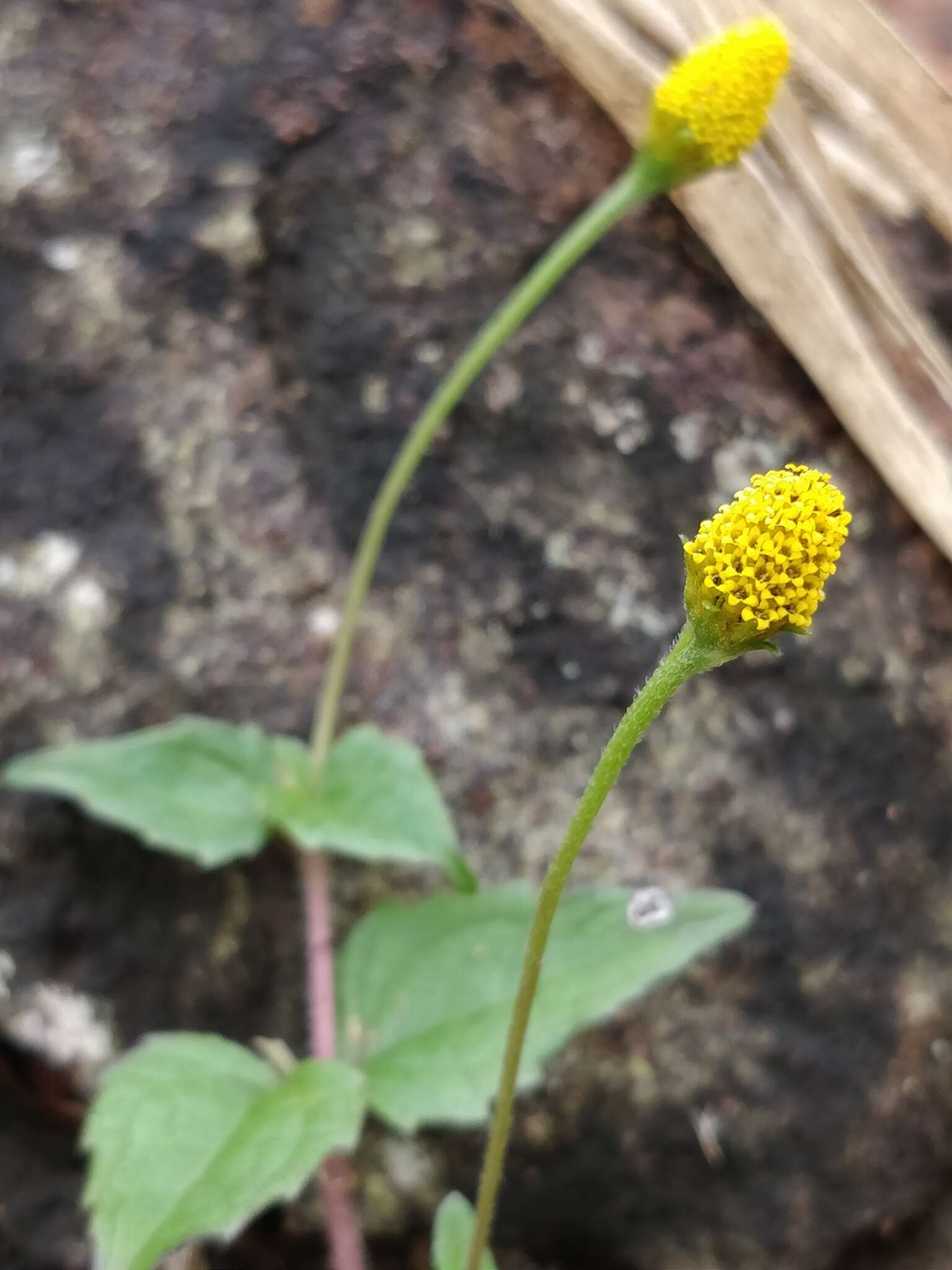 Sivun Acmella paniculata (Wall. ex DC.) R. K. Jansen kuva