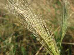 Image of mouse barley