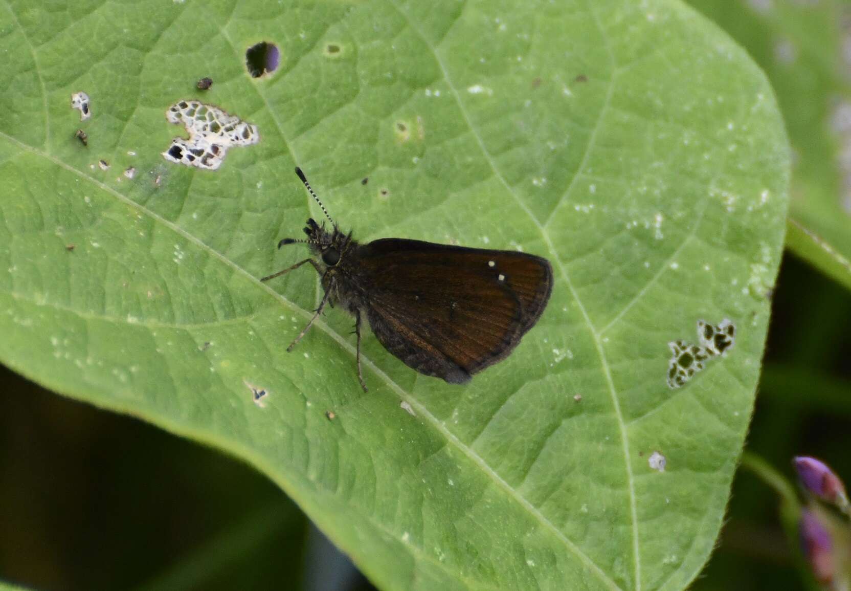 Image of Piruna brunnea Scudder 1872