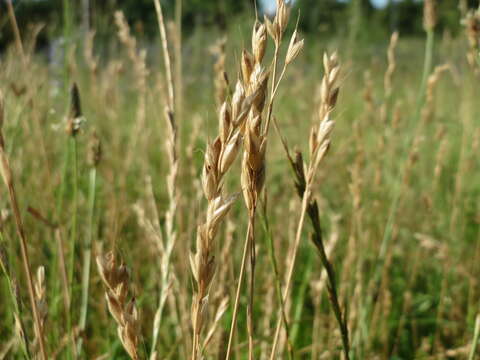 Image of Button Grass