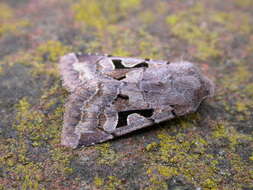 Orthosia gothica Linnaeus 1758 resmi