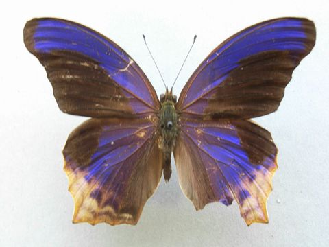 Image of <i>Terinos clarissa</i> Boisduval 1836