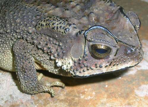 Image of asian black spotted toad