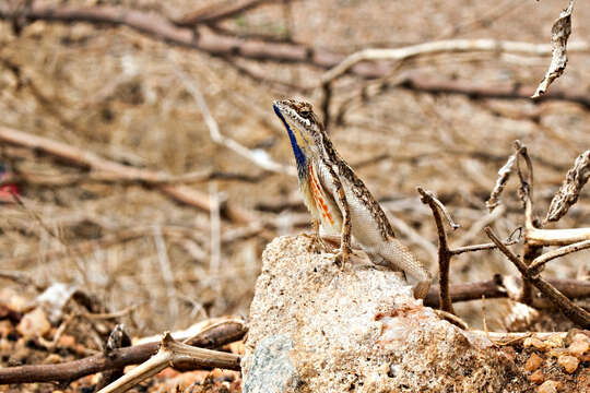 Image of palm leaf fan-throated lizard