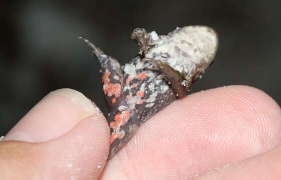 Image of Tasmanian Froglet