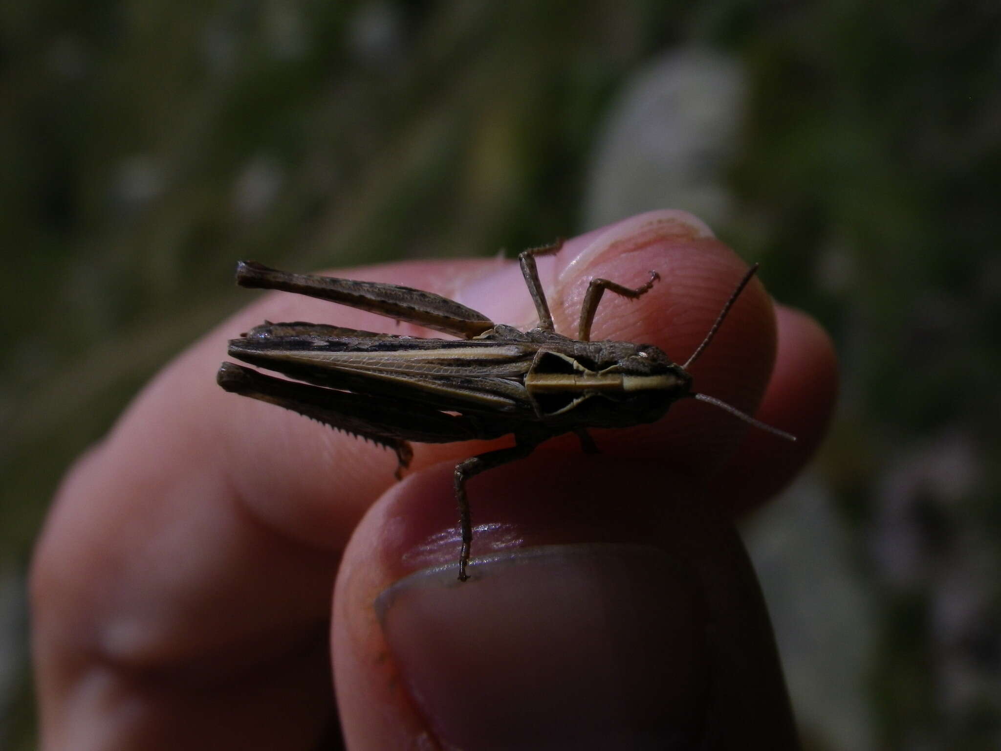 Sivun Omocestus (Omocestus) haemorrhoidalis (Charpentier 1825) kuva