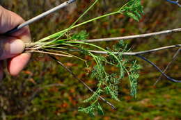 Image of Capnophyllum leiocarpon (Sond.) J. C. Manning & P. Goldblatt