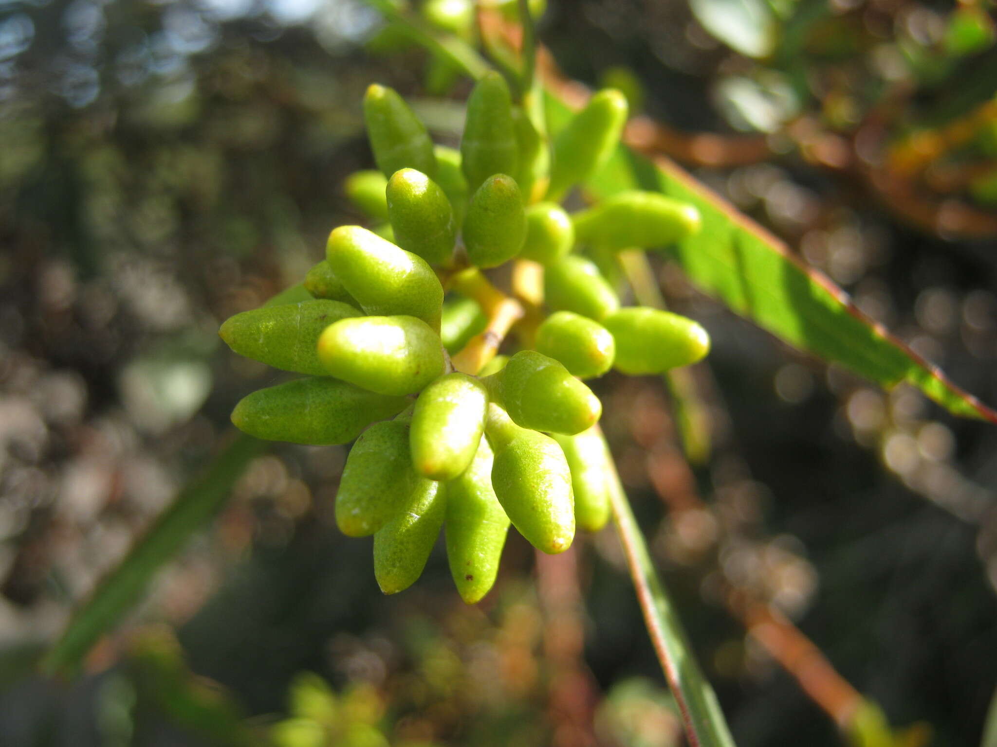 Слика од Eucalyptus oleosa subsp. ampliata L. A. S. Johnson Lf K. D. Hill