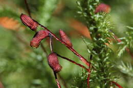 Image of goose neck moss