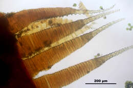 Plancia ëd Rhytidiadelphus loreus Warnstorf 1906