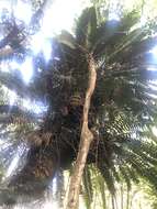 Image of Modjadji Cycad