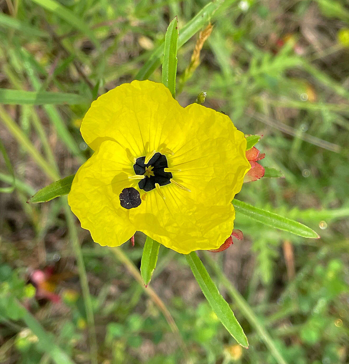 Plancia ëd Oenothera berlandieri subsp. pinifolia (Engelm.) W. L. Wagner & Hoch