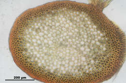 Plancia ëd Rhytidiadelphus loreus Warnstorf 1906