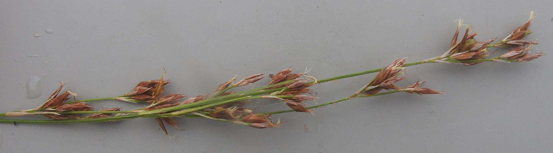 Image of Rhynchospora rugosa subsp. brownii (Roem. & Schult.) T. Koyama